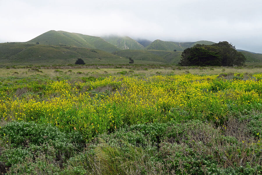 mustard & the Irish Hills (Brassica rapa) [Bluff Trail, Montaña de Oro State Park, San Luis Obispo County, California]