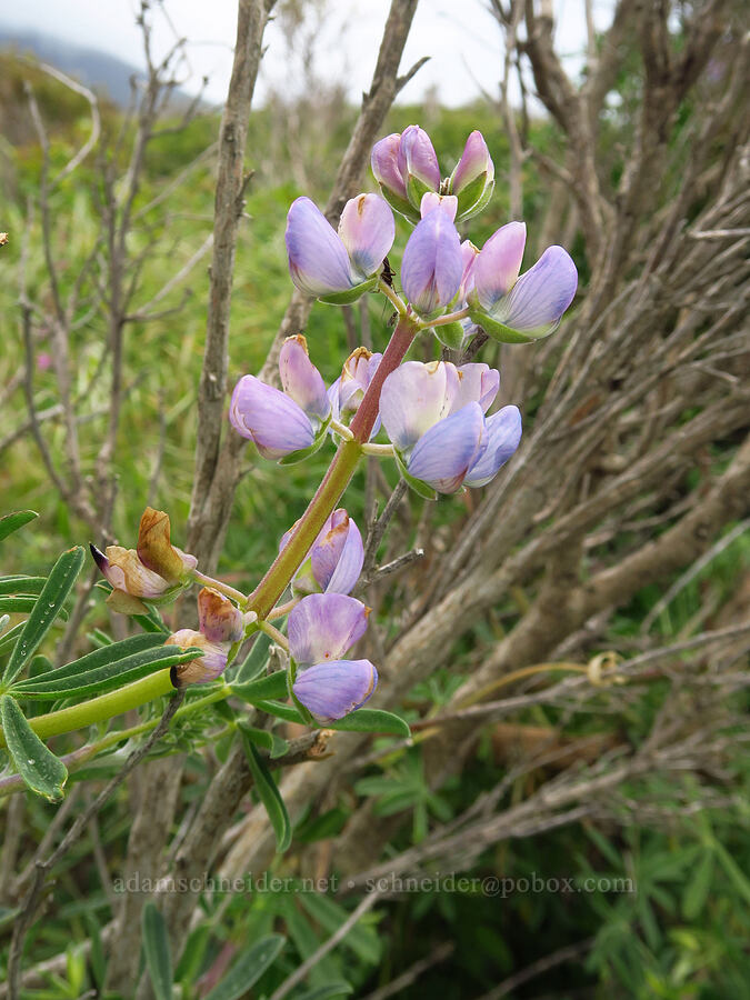 coastal bush lupine (Lupinus arboreus) [Bluff Trail, Montaña de Oro State Park, San Luis Obispo County, California]