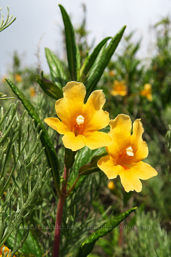 sticky monkeyflower (Diplacus aurantiacus (Mimulus aurantiacus)) [Bluff Trail, Montaña de Oro State Park, San Luis Obispo County, California]