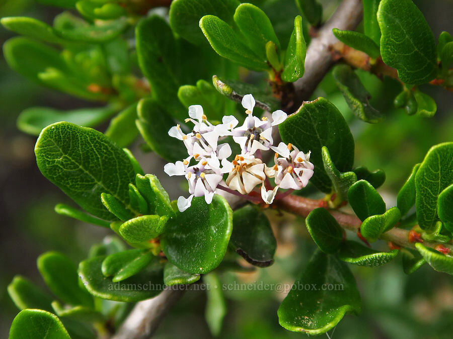 sand buck-brush (Ceanothus cuneatus var. fascicularis) [Hazard Reef Trail, Montaña de Oro State Park, San Luis Obispo County, California]