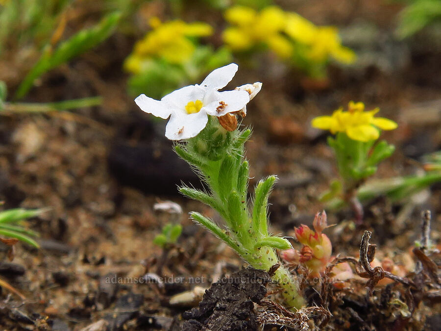 cryptantha (which?) (Cryptantha sp.) [Hazard Reef Trail, Montaña de Oro State Park, San Luis Obispo County, California]