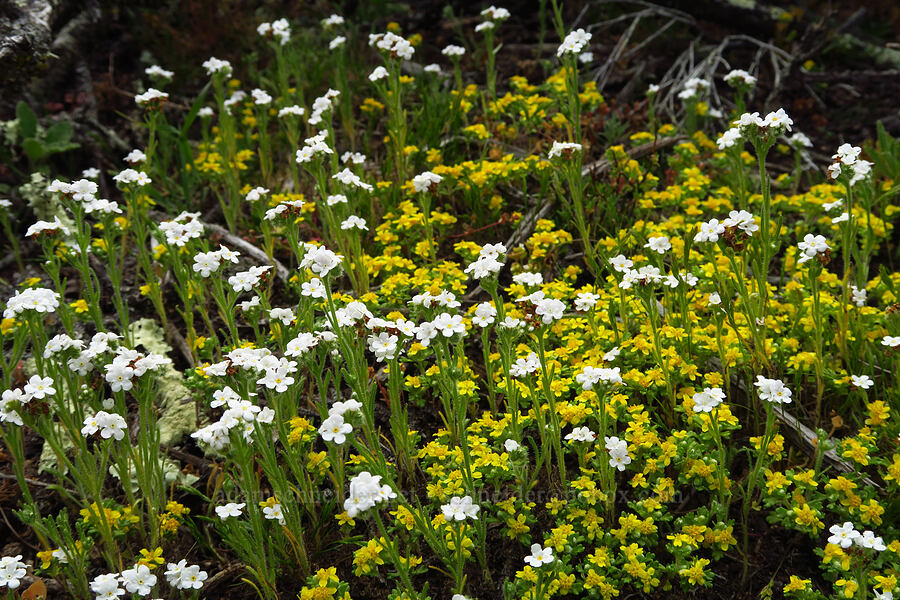 cryptantha & many-stem woolly sunflower (Cryptantha sp., Eriophyllum multicaule) [Hazard Reef Trail, Montaña de Oro State Park, San Luis Obispo County, California]