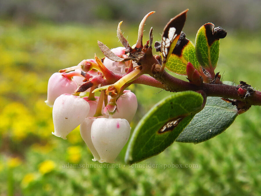 Morro manzanita (Arctostaphylos morroensis) [Hazard Reef Trail, Montaña de Oro State Park, San Luis Obispo County, California]