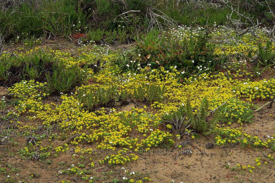 many-stem woolly sunflower, cryptantha, and horkelia (Eriophyllum multicaule, Cryptantha sp., Horkelia cuneata) [Hazard Reef Trail, Montaña de Oro State Park, San Luis Obispo County, California]