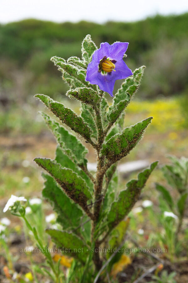 chapparal nightshade (Solanum xanti) [Hazard Reef Trail, Montaña de Oro State Park, San Luis Obispo County, California]