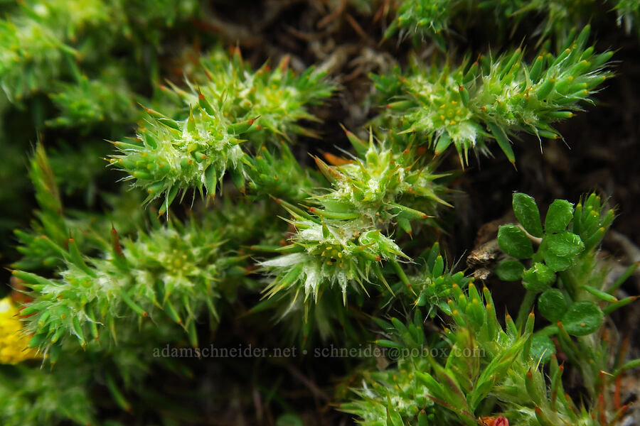 sand-carpet (Cardionema ramosissimum) [Hazard Reef Trail, Montaña de Oro State Park, San Luis Obispo County, California]