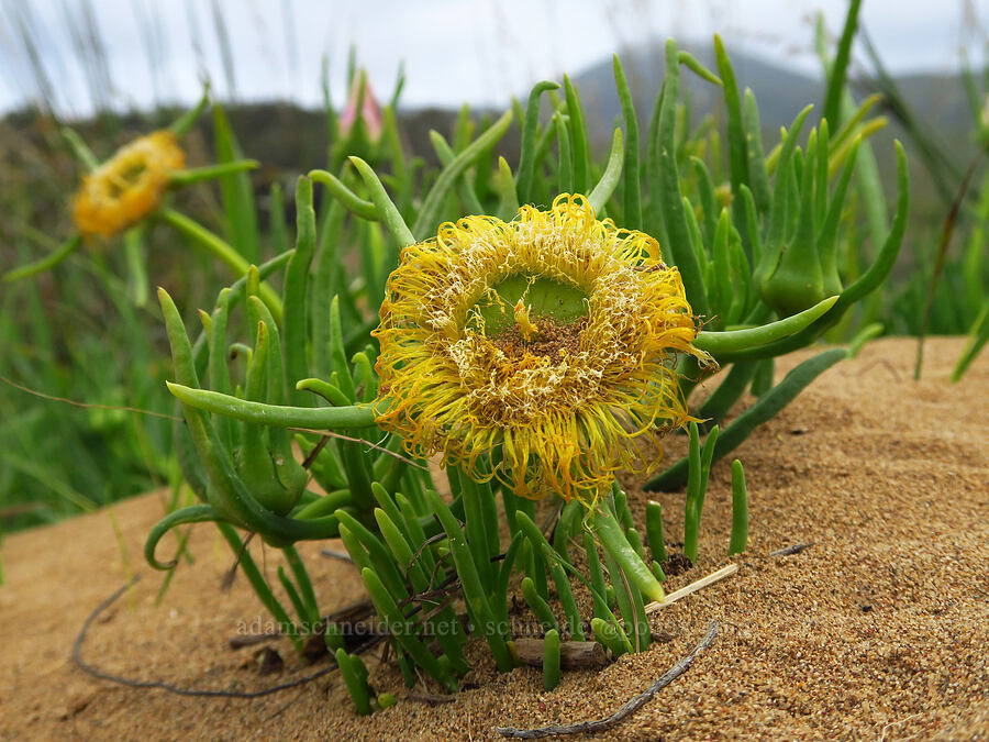 narrow-leaf ice plant (Conicosia pugioniformis) [Hazard Reef Trail, Montaña de Oro State Park, San Luis Obispo County, California]