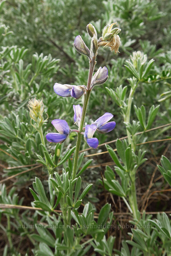 dune bush lupine (Lupinus chamissonis) [Hazard Reef Trail, Montaña de Oro State Park, San Luis Obispo County, California]