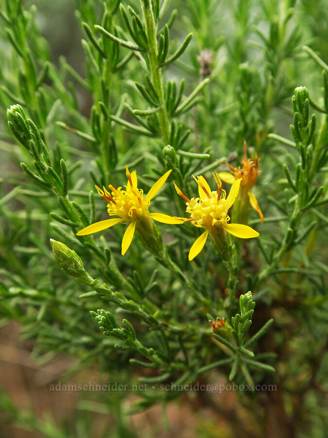 California goldenbush (Ericameria ericoides (Haplopappus ericoides)) [Hazard Reef Trail, Montaña de Oro State Park, San Luis Obispo County, California]