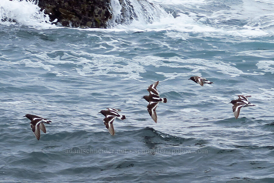 black turnstones (Arenaria melanocephala) [near Hazard Reef, Montaña de Oro State Park, San Luis Obispo County, California]