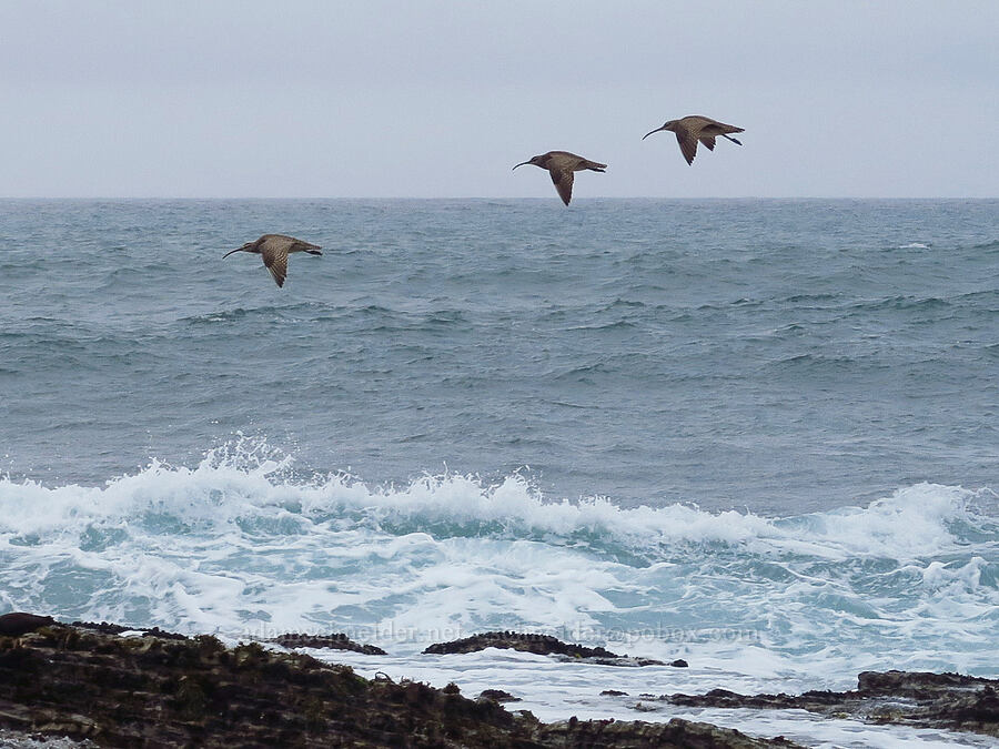 whimbrels (Numenius phaeopus) [near Hazard Reef, Montaña de Oro State Park, San Luis Obispo County, California]