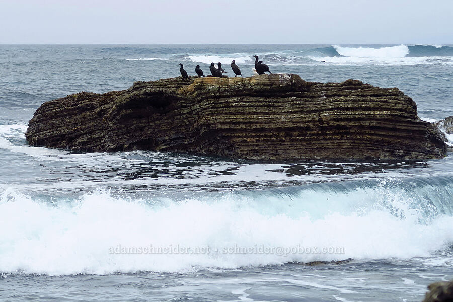 Brandt's cormorants (Urile penicillatus (Phalacrocorax penicillatus)) [near Hazard Reef, Montaña de Oro State Park, San Luis Obispo County, California]