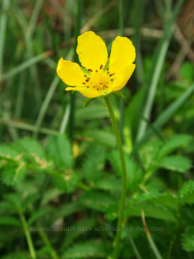 silverweed cinquefoil (Potentilla anserina ssp. pacifica (Argentina pacifica)) [Hazard Canyon, Montaña de Oro State Park, San Luis Obispo County, California]