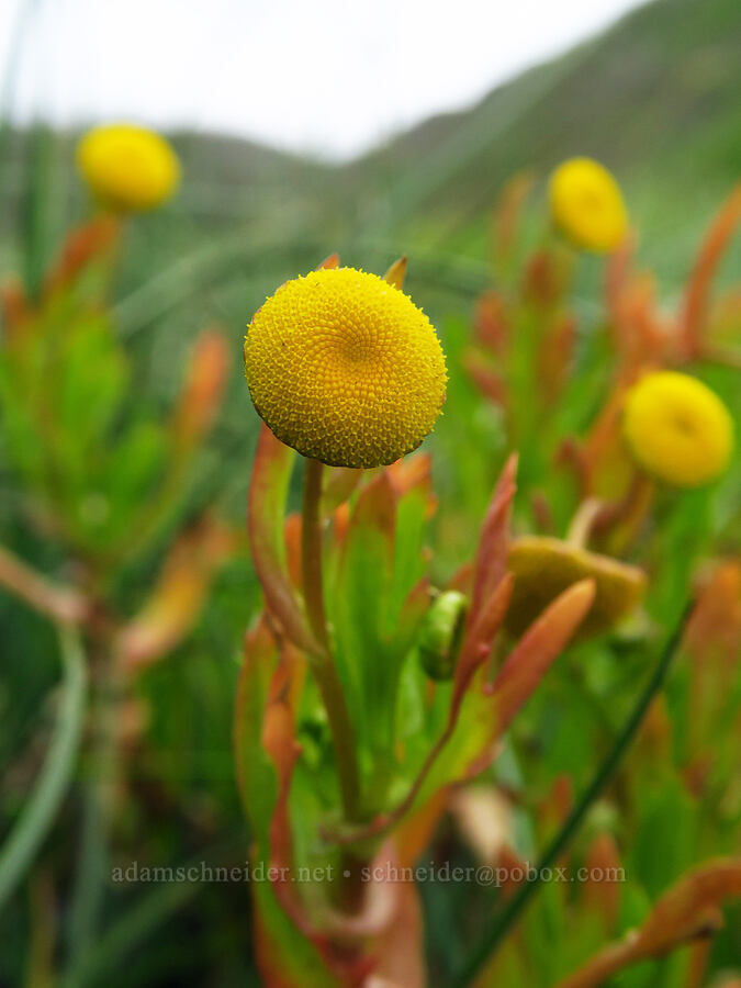 brass buttons (Cotula coronopifolia) [Hazard Canyon, Montaña de Oro State Park, San Luis Obispo County, California]