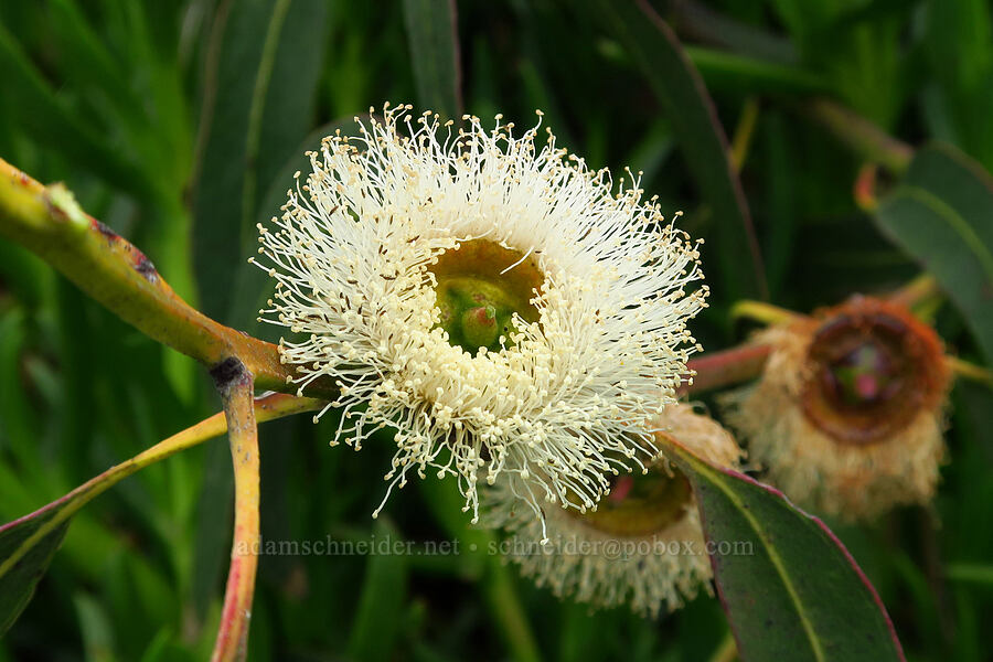 Tasmanian blue gum flower (Eucalyptus globulus) [Hazard Canyon, Montaña de Oro State Park, San Luis Obispo County, California]