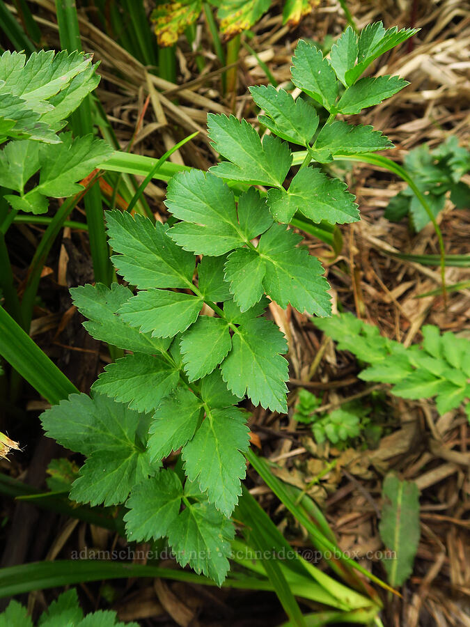 something in the parsley family [Hazard Canyon, Montaña de Oro State Park, San Luis Obispo County, California]