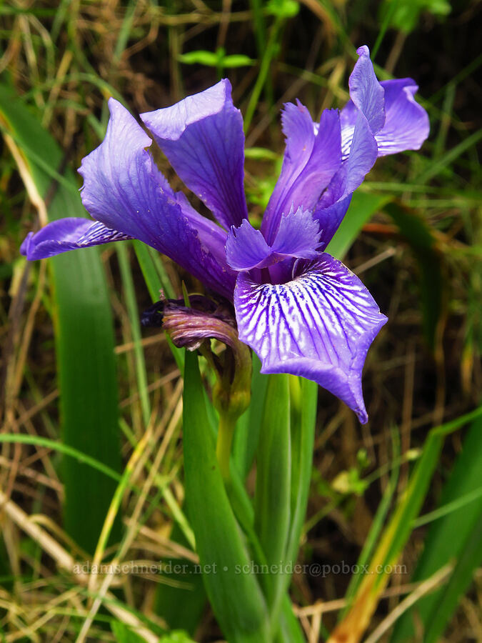 Douglas' iris (Iris douglasiana) [Hazard Canyon, Montaña de Oro State Park, San Luis Obispo County, California]