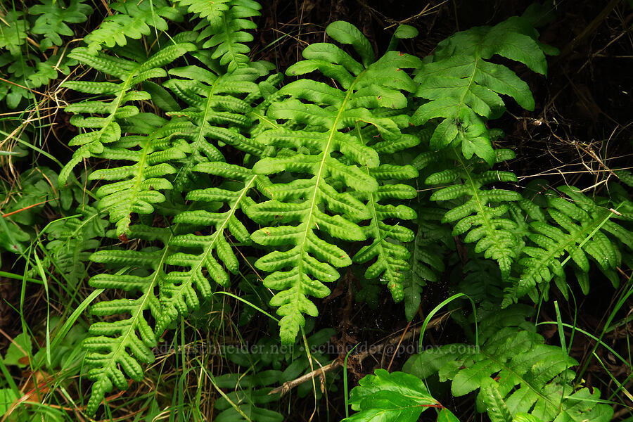 California polypody fern (Polypodium californicum) [Hazard Canyon, Montaña de Oro State Park, San Luis Obispo County, California]