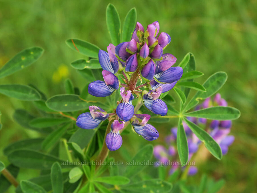 lupine (Lupinus sp.) [Hazard Canyon, Montaña de Oro State Park, San Luis Obispo County, California]