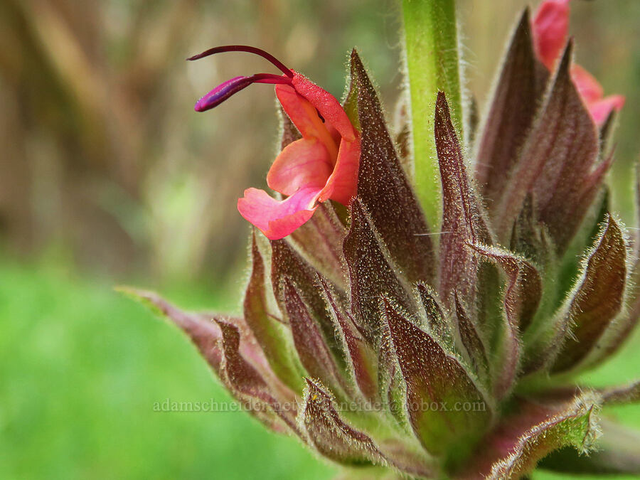 hummingbird sage (Salvia spathacea) [Hazard Canyon, Montaña de Oro State Park, San Luis Obispo County, California]