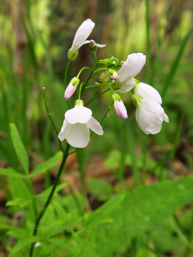 milkmaids (California toothwort) (Cardamine californica) [Hazard Canyon, Montaña de Oro State Park, San Luis Obispo County, California]