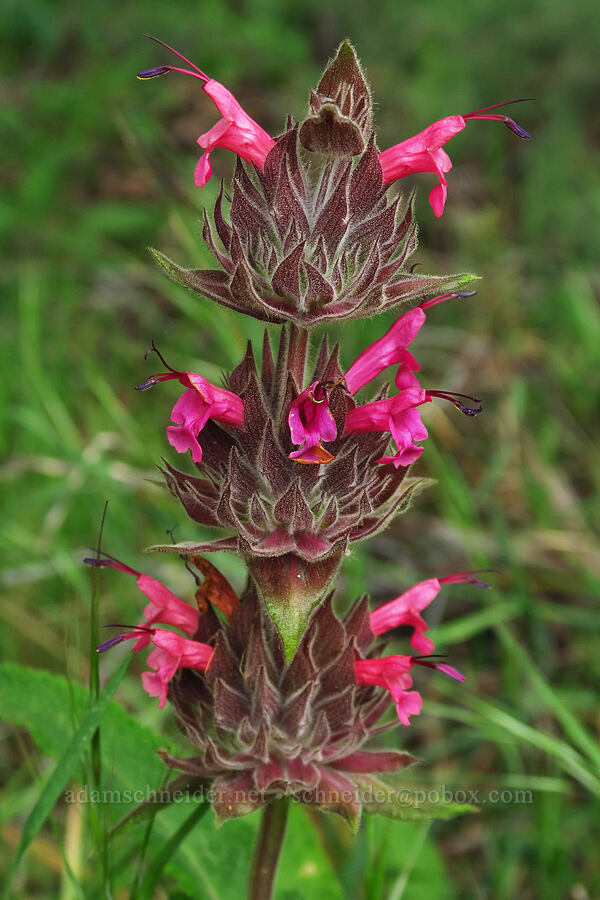 hummingbird sage (Salvia spathacea) [Hazard Canyon, Montaña de Oro State Park, San Luis Obispo County, California]