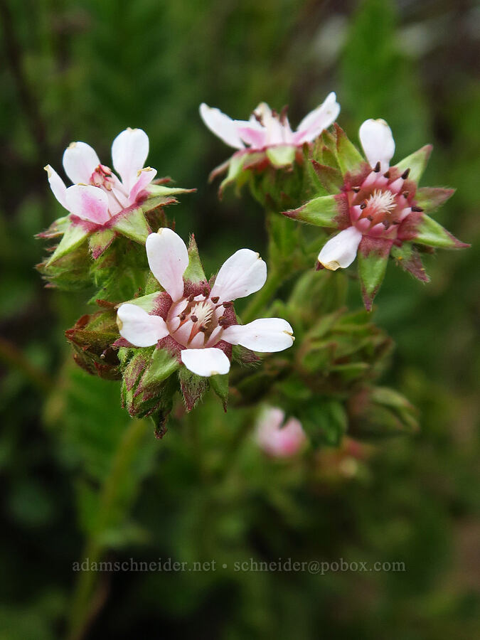 wedge-leaf horkelia (Horkelia cuneata) [Morro Dunes, Montaña de Oro State Park, San Luis Obispo County, California]