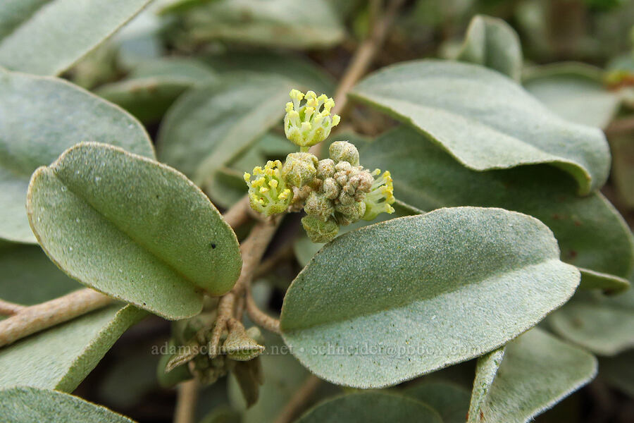 California croton (Croton californicus) [Morro Dunes, Montaña de Oro State Park, San Luis Obispo County, California]