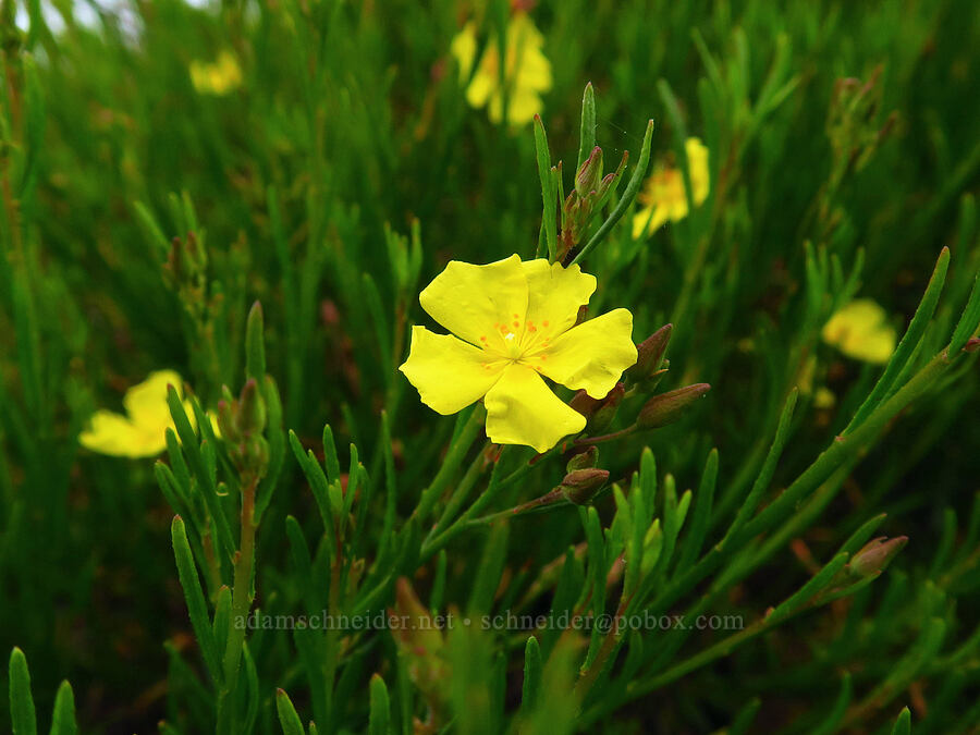 peak rock-rose (Crocanthemum scoparium) [Morro Dunes, Montaña de Oro State Park, San Luis Obispo County, California]