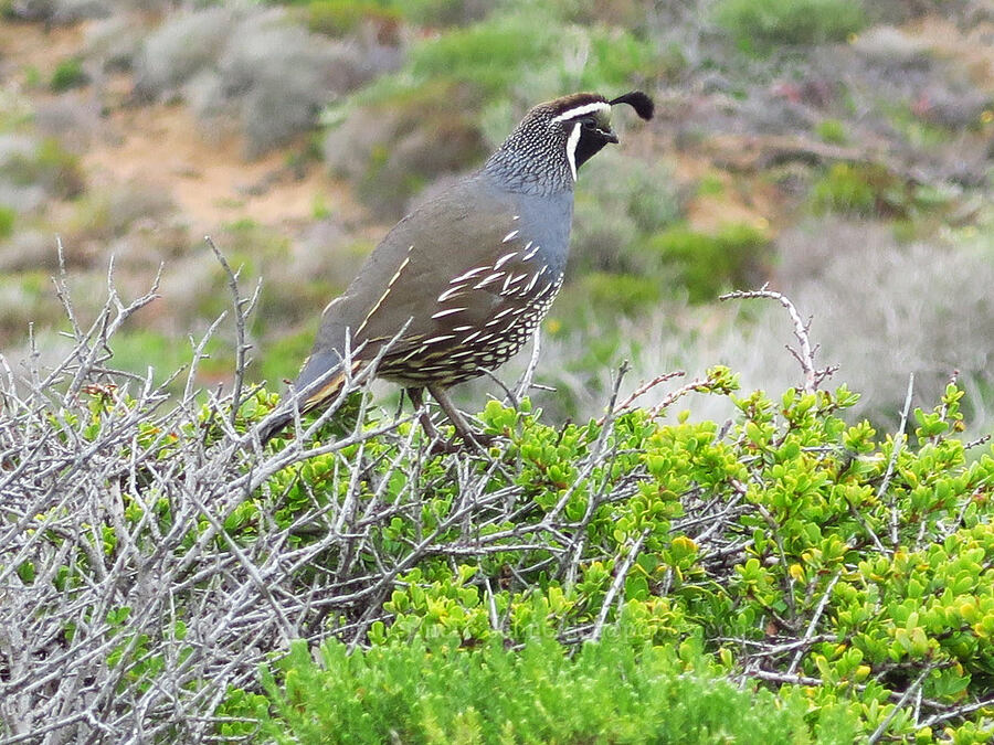 California quail (Callipepla californica) [Morro Dunes, Montaña de Oro State Park, San Luis Obispo County, California]