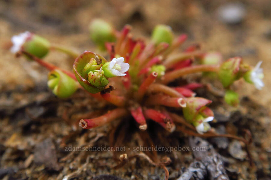 miner's-lettuce/spring-beauty (which?) (Claytonia sp. (Montia sp.)) [Morro Dunes, Montaña de Oro State Park, San Luis Obispo County, California]