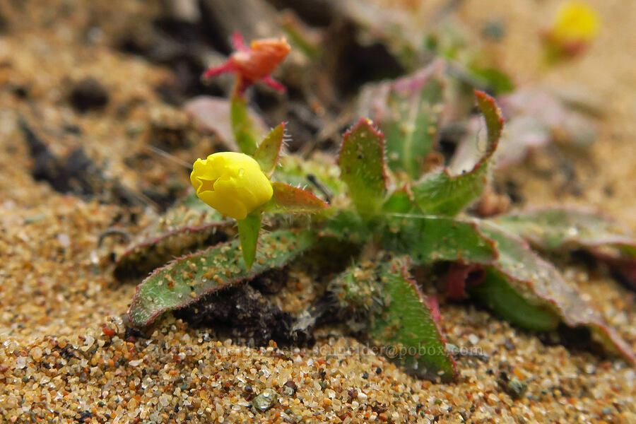 miniature sun-cup (Spencer primrose) (Camissoniopsis micrantha (Camissonia micrantha)) [Morro Dunes, Montaña de Oro State Park, San Luis Obispo County, California]