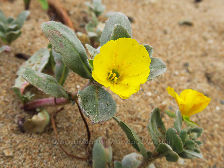 beach sun-cups (Camissoniopsis cheiranthifolia) [Morro Dunes, Montaña de Oro State Park, San Luis Obispo County, California]