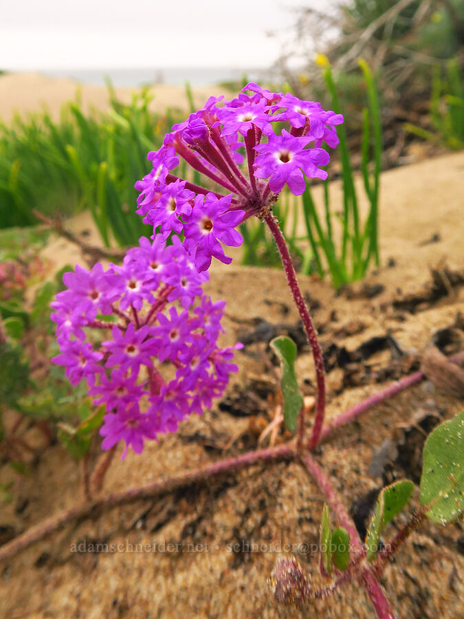 pink sand-verbena (Abronia umbellata) [Morro Dunes, Montaña de Oro State Park, San Luis Obispo County, California]