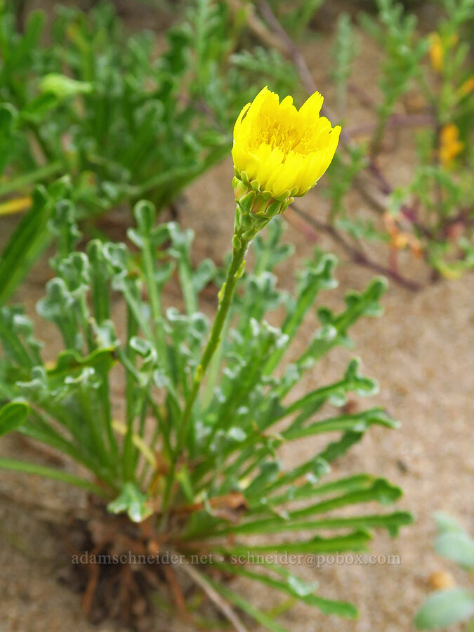 dunedelion (Malacothrix incana) [Morro Dunes, Montaña de Oro State Park, San Luis Obispo County, California]