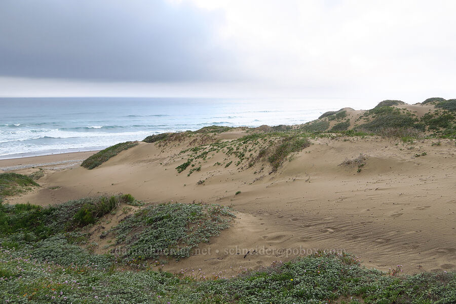 sand dunes [Morro Dunes, Montaña de Oro State Park, San Luis Obispo County, California]