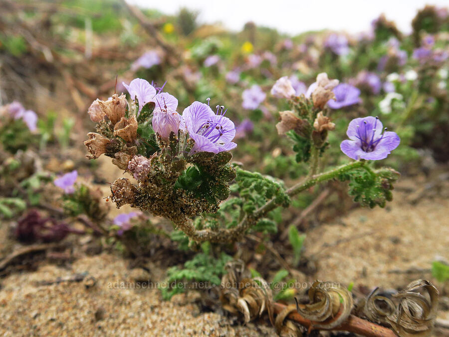 distant phacelia (Phacelia distans) [Morro Dunes, Montaña de Oro State Park, San Luis Obispo County, California]