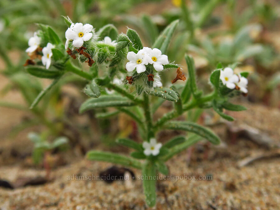 coast cryptantha (Cryptantha leiocarpa) [Morro Dunes, Montaña de Oro State Park, San Luis Obispo County, California]