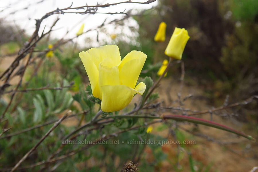 yellow California poppies (Eschscholzia californica) [Morro Dunes, Montaña de Oro State Park, San Luis Obispo County, California]