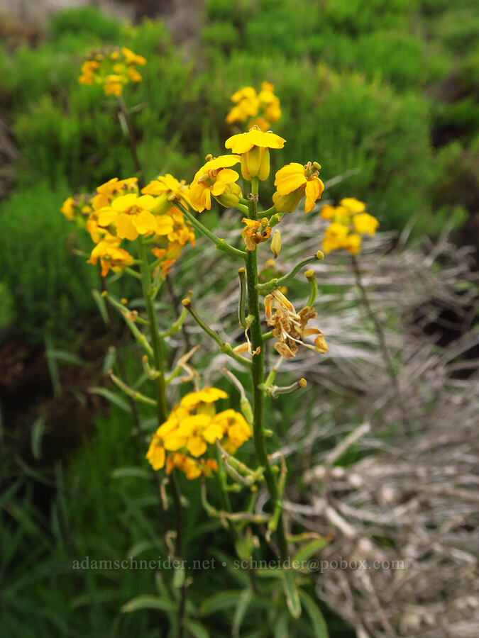 wallflower (Erysimum suffrutescens (Erysimum insulare ssp. suffrutescens)) [Morro Dunes, Montaña de Oro State Park, San Luis Obispo County, California]