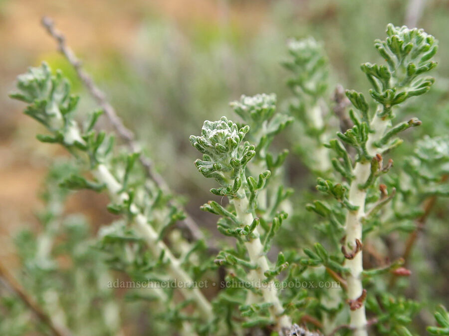 woolly sunflower leaves (Eriophyllum sp.) [Morro Dunes, Montaña de Oro State Park, San Luis Obispo County, California]