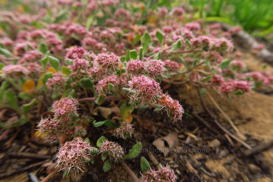 Eastwood's spineflower (Chorizanthe eastwoodiae) [Morro Dunes, Montaña de Oro State Park, San Luis Obispo County, California]