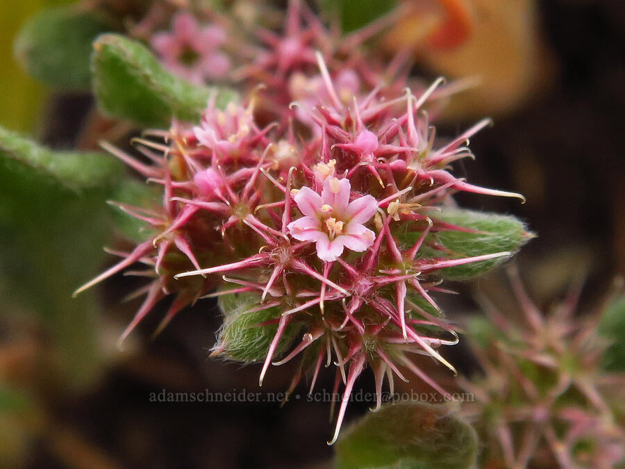 Eastwood's spineflower (Chorizanthe eastwoodiae) [Morro Dunes, Montaña de Oro State Park, San Luis Obispo County, California]