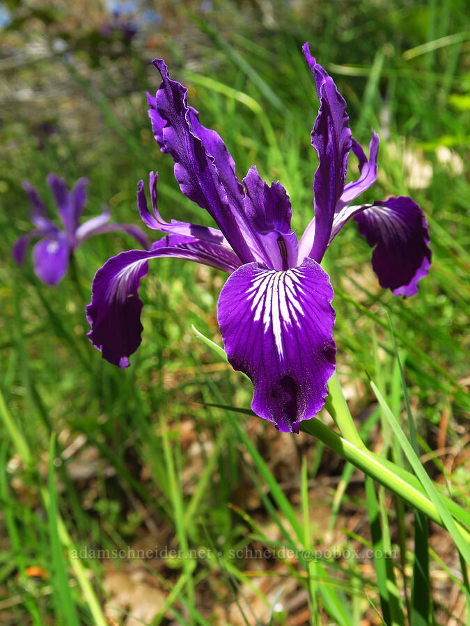 Oregon iris (Iris tenax) [North Bank Habitat Management Area, Douglas County, Oregon]