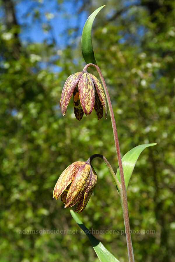 checker lily (Fritillaria affinis) [North Bank Habitat Management Area, Douglas County, Oregon]