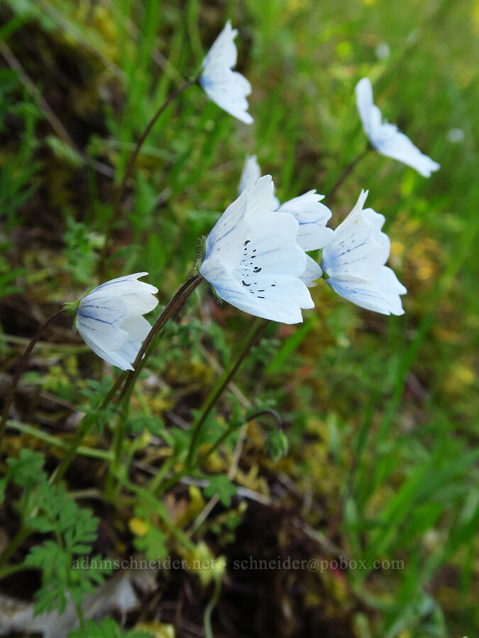 white baby-blue-eyes (Nemophila menziesii var. atomaria) [North Bank Habitat Management Area, Douglas County, Oregon]