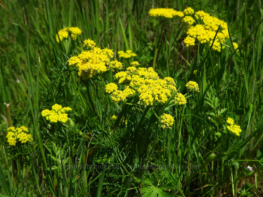 spring-gold desert parsley (Lomatium utriculatum) [North Bank Habitat Management Area, Douglas County, Oregon]