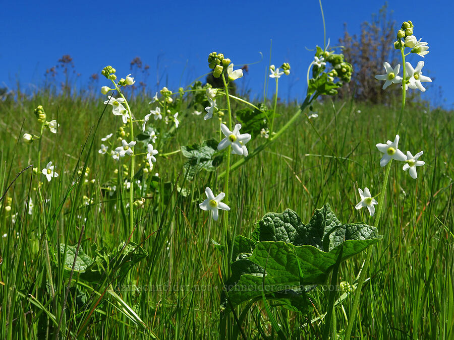 coastal manroot (Marah oregana (Marah oreganus)) [North Bank Habitat Management Area, Douglas County, Oregon]