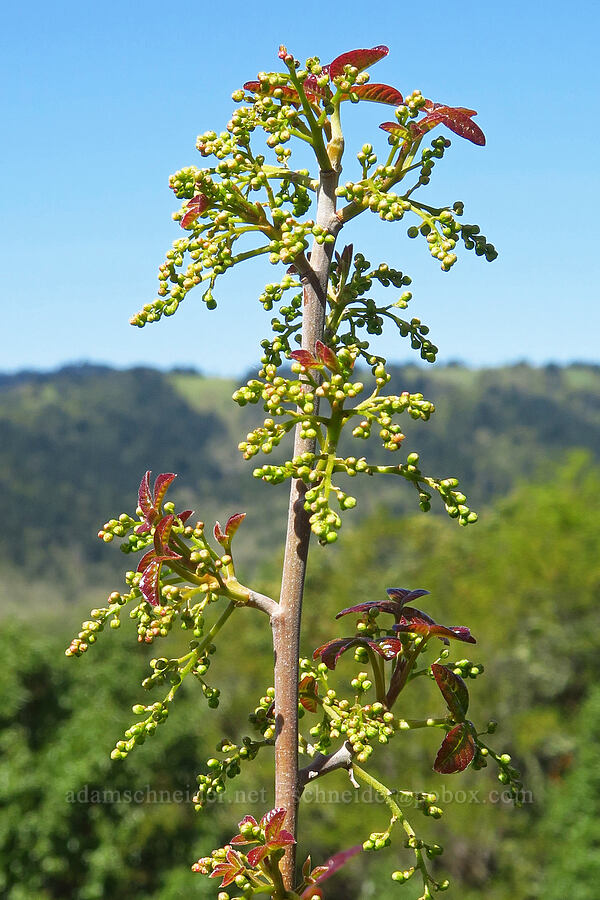 poison-oak, budding (Toxicodendron diversilobum (Rhus diversiloba)) [North Bank Habitat Management Area, Douglas County, Oregon]