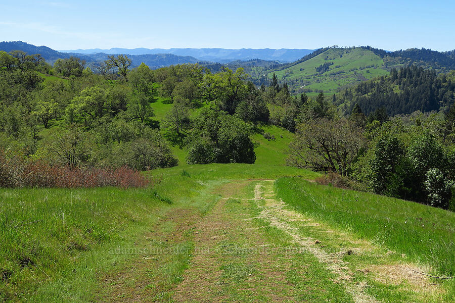 oak savannah [North Bank Habitat Management Area, Douglas County, Oregon]